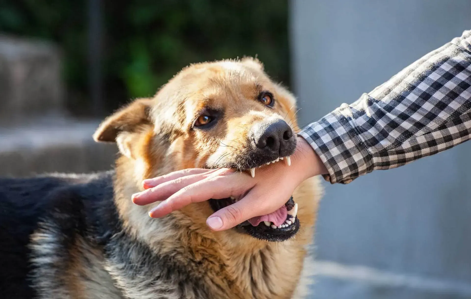 St. Louis Dog Bite Lawyer legal guidance